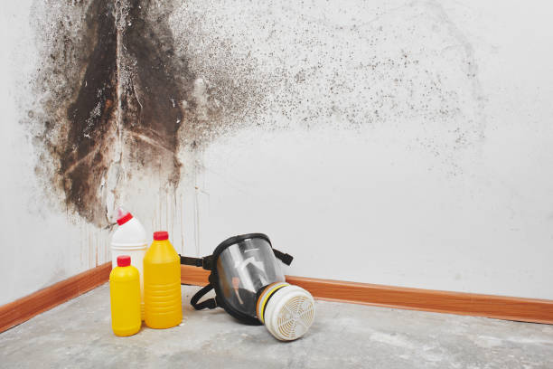 Best Home Mold Removal  in East Bernard, TX