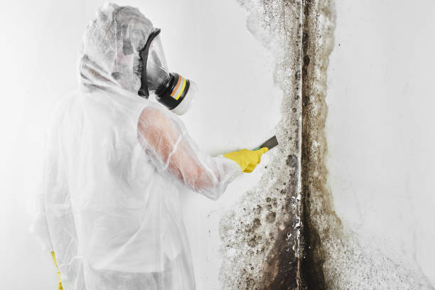 Best Toxic Mold Removal  in East Bernard, TX