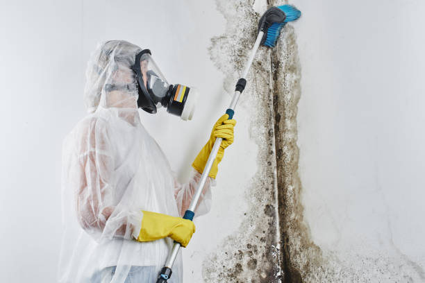 Trusted East Bernard, TX Mold Removal Experts