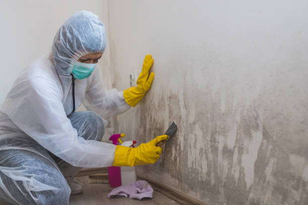 Best Professional Mold Removal  in East Bernard, TX