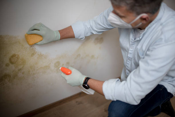 Best Local Mold Removal Service  in East Bernard, TX