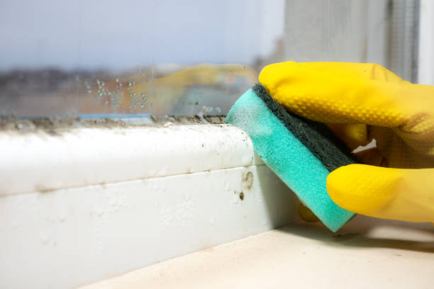 Best Mold Damage Repair  in East Bernard, TX