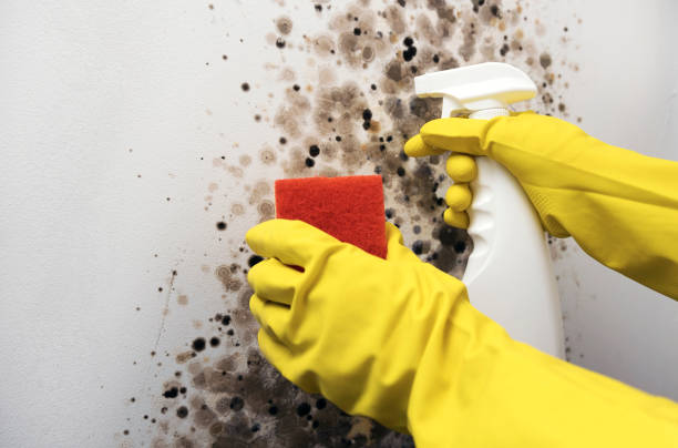 Best Affordable Mold Removal  in East Bernard, TX
