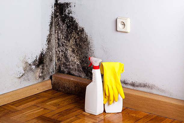 Best Affordable Mold Removal  in East Bernard, TX