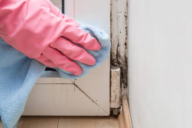 Best Commercial Mold Removal  in East Bernard, TX